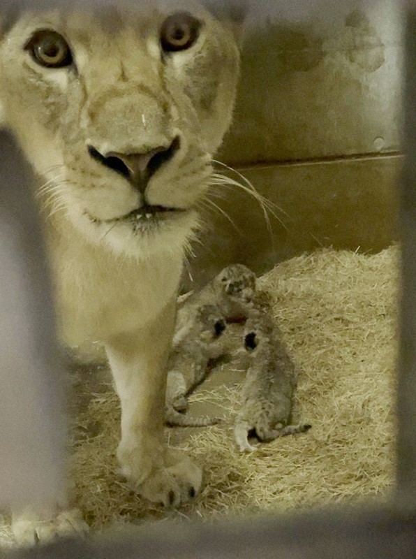ライオンの赤ちゃん3頭誕生 とくしま動物園、名付け方法検討へ [写真