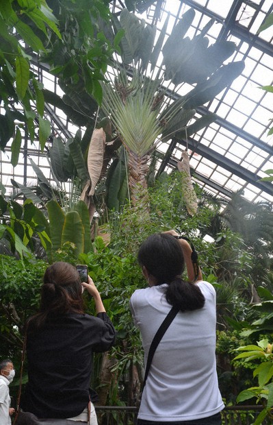 【クーポン使用可】旅人の木　13節　形綺麗 10%offクーポン使用可】旅人の木 13節 超綺麗 ライト付属品有り