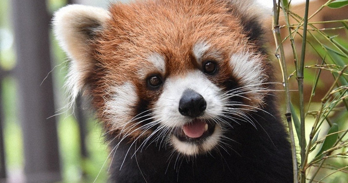 国際レッサーパンダデー 絶滅危機、現状知って 熊本市動植物園で17日に関連イベント /熊本 毎日新聞 国際レッサーパンダデー 絶滅危機、現状知って 熊本市動植物園で17日に関連イベント /熊本 毎日新聞