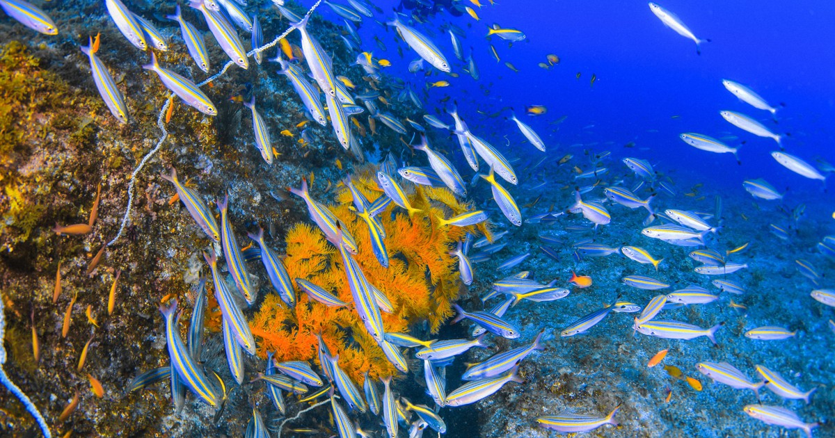 水中写真連載 So Blue：日本海に沖縄のサカナ 暖流が運ぶ、1年限りの