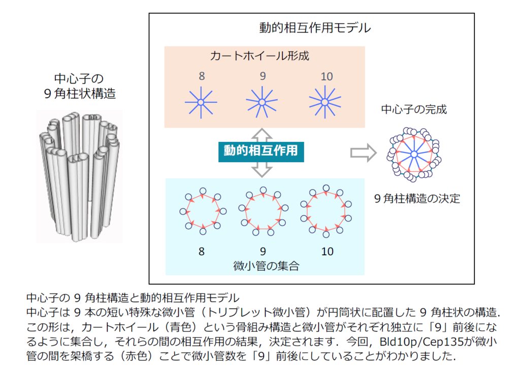 プレスリリース：中心体の9角柱構造の形成機構を解明 法政大学の