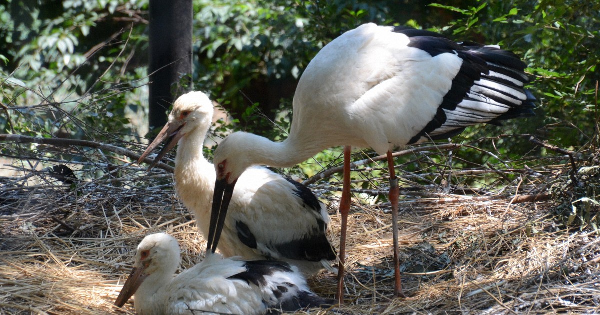 コウノトリの繁殖を支えるのは 折れたくちばしの 外科手術 毎日新聞