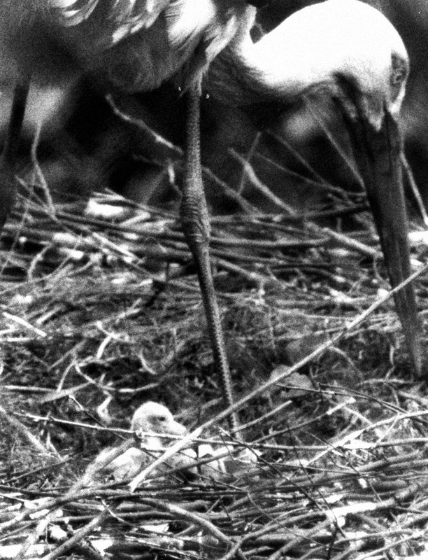 コウノトリの繁殖を支えるのは、折れたくちばしの「外科手術」 | 毎日新聞