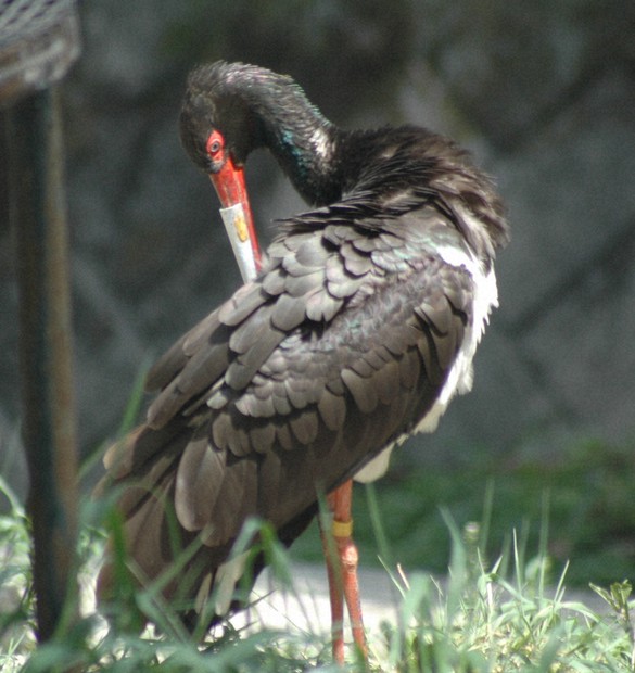 くちばしのおれたコウノトリ