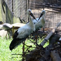 コウノトリの繁殖を支えるのは、折れたくちばしの「外科手術