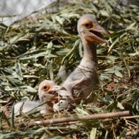 コウノトリの繁殖を支えるのは、折れたくちばしの「外科手術