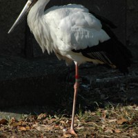 くちばしのおれたコウノトリ Amazon.co.jp: くちばしのおれたコウノトリ : キム ファン: 本