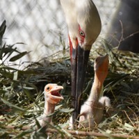 くちばしのおれたコウノトリ くちばしのおれたコウノトリ Amazon.co.jp