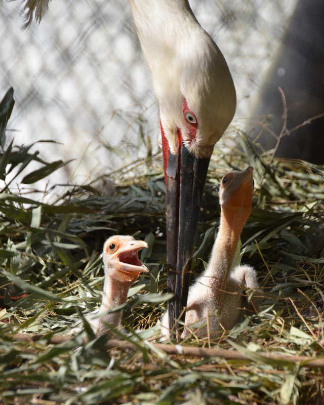 くちばしのおれたコウノトリ Amazon.co.jp: くちばしのおれたコウノトリ : キム ファン: 本