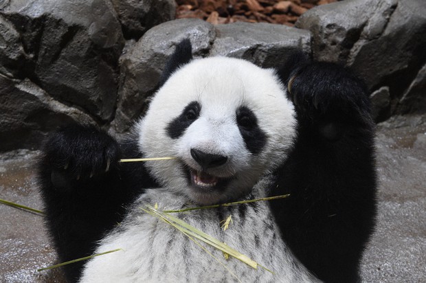 パンダで始まり、パンダで続く日中関係？ | | 青山瑠妙 | 毎日新聞