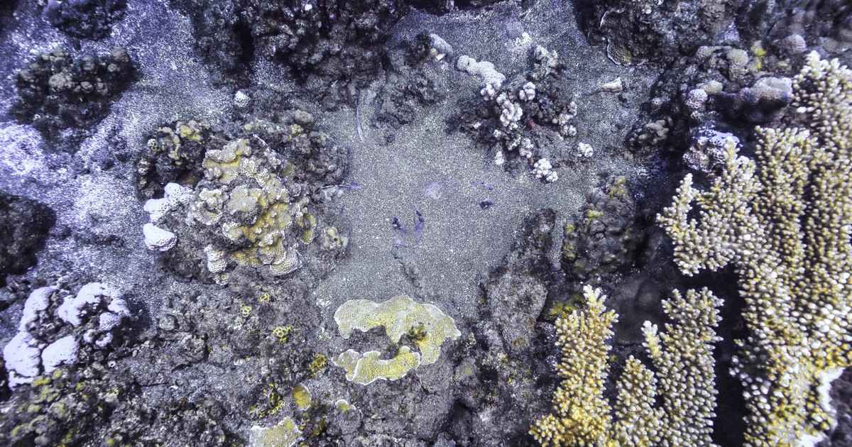 水中写真連載 So Blue：海底にギョロリと目が四つ 砂場に潜む2匹の