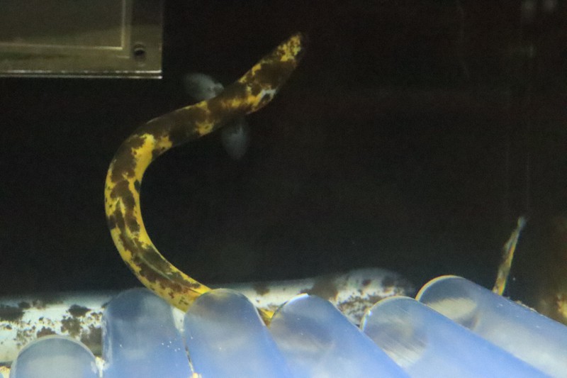 Rare yellow and black 'banana eel' caught by 7yrold on display at