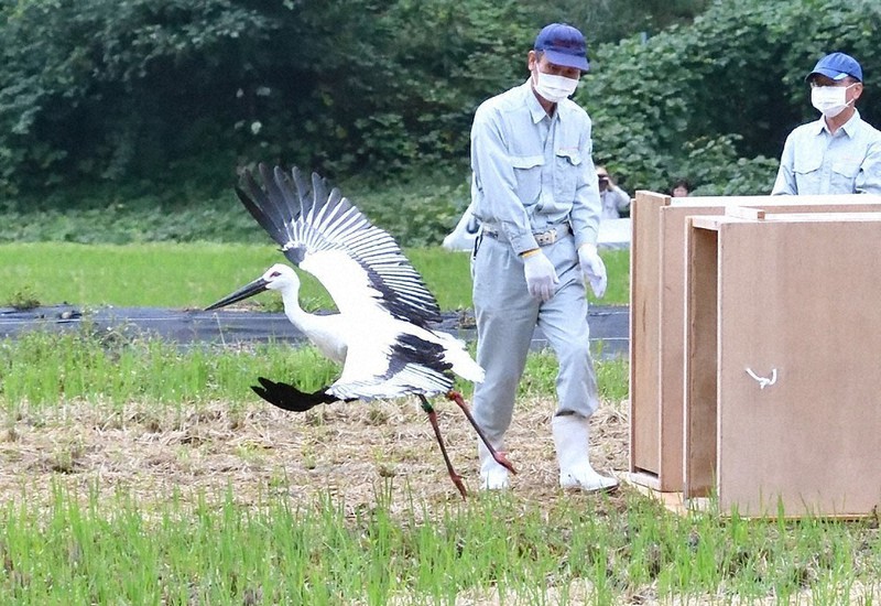 コウノトリ大空へ 5月にふ化した2羽放鳥 養父 兵庫 毎日新聞