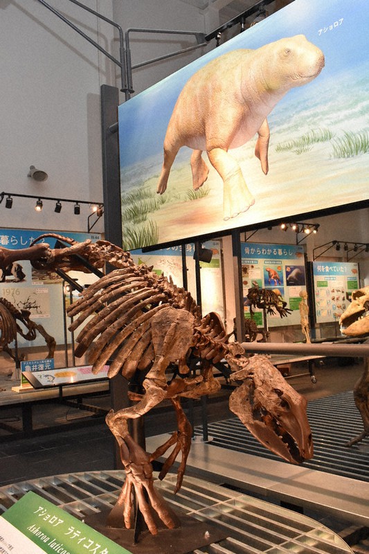 第3弾・発見！地域のお宝：学芸員とっておき秘話／9止 足寄動物化石