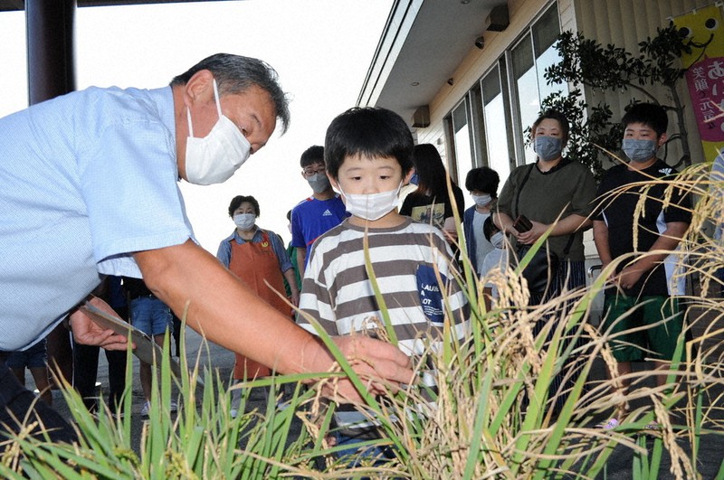 稲の出来栄えを審査するJAあまるめの組合長(左端)ら=山形県庄内町で2022年10月1日、長南里香撮影