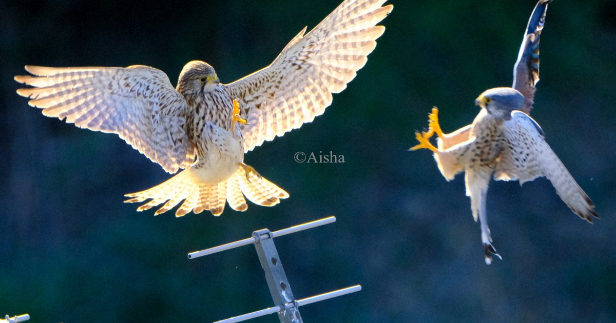 カメラ少女・藍沙のいきもの大好き：チョウゲンボウ 高速で飛ぶ小型