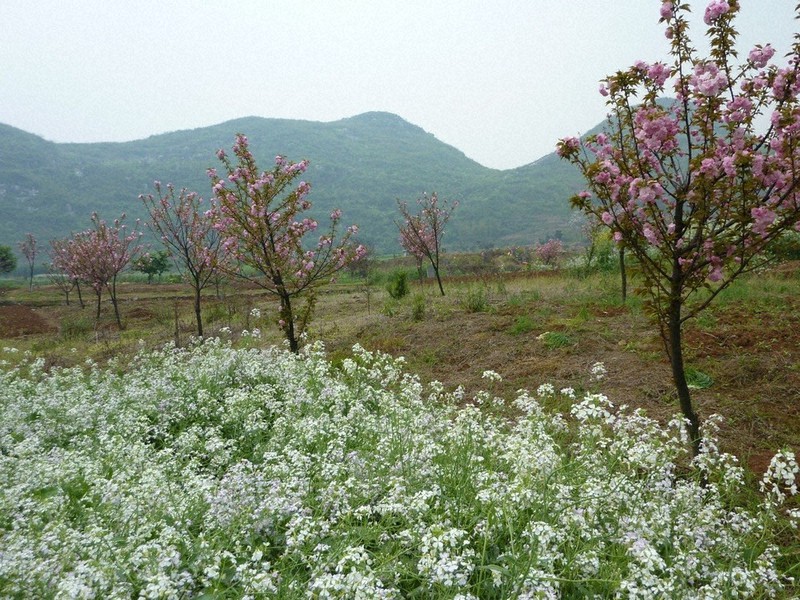 緑が戻りつつある蒋家村=日中友好桜と緑のプロジェクトの会提供