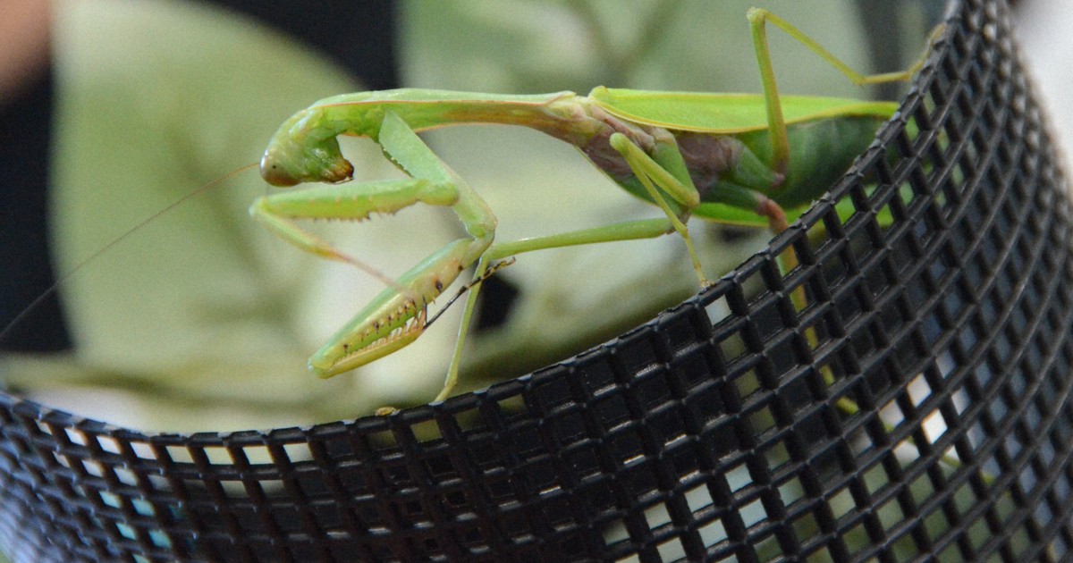 侵略カマキリ」捕らえた 四国で初確認、10歳と6歳の兄弟お手柄 | 毎日新聞