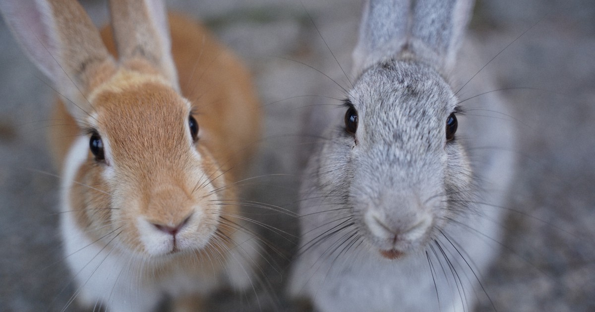 うさぎ Rabbit Island, JAPAN] 600 rabbits live on Rabbit Island travel