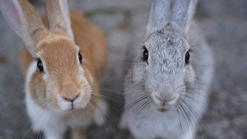 ウサギ大人気の広島・大久野島 TDLに学ぶ連絡船の混雑緩和 | 毎日新聞