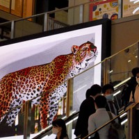 JR大阪駅に飛び出す「ヒョウ」 迫力の3D映像が話題 [写真特集1/3