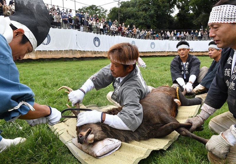 鹿の角 ノコギリ 鹿の角 ノコギリ
