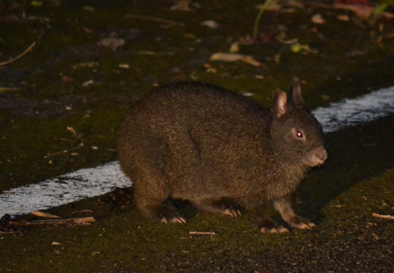 国の天然記念物アマミノクロウサギ 交通事故死増加 観光客増で 毎日新聞