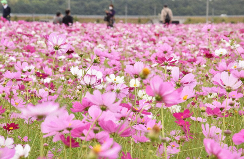 大分・三光コスモス園オープン 2500万本咲き誇る 西日本最大級 [写真