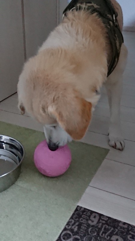 二 人 六脚 保護犬イブと暮らして 仮病 ウサギかみつき事件 イブの予期せぬ行動に肝冷やす 毎日新聞