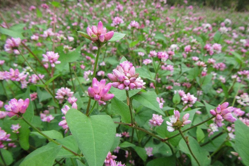 K原さんちの里山探検：ミゾソバ 水辺を彩る“金平糖” ／鳥取