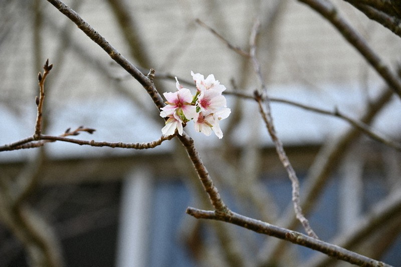 秋なのに…桜が開花 宮崎市の標準木 台風14号の影響か ／宮崎 | 毎日新聞