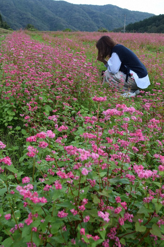 秋風に赤い花 豊前 福岡 毎日新聞