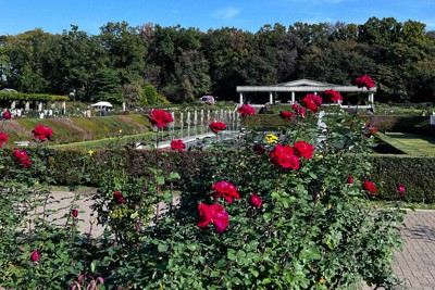 神代植物公園のバラ園の様子