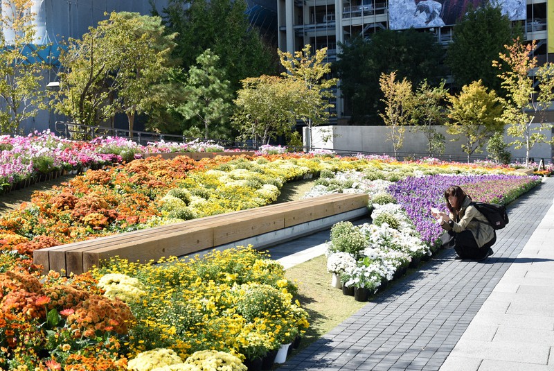 約3万株の花で虹をかたどったフラワーアート=熊本市中央区で2022年10月19日午前11時56分、栗栖由喜撮影