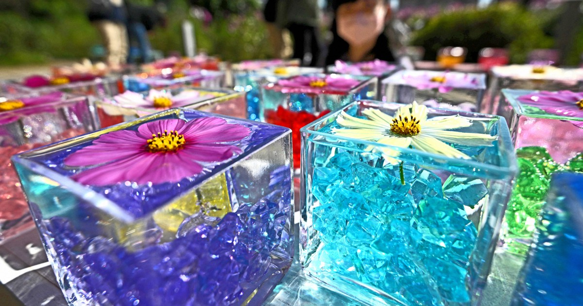 映えるコスモスが話題 ガラスの器の中で幻想的な彩り 奈良・般若寺