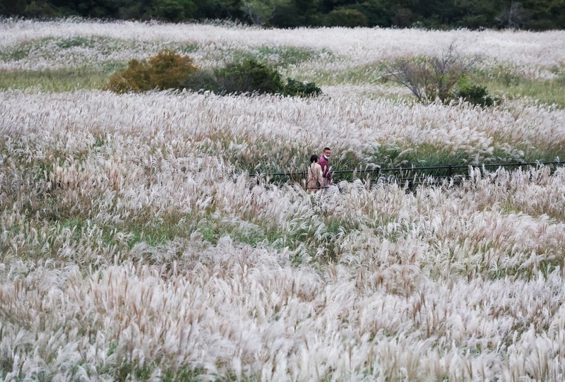 一面にススキが広がる中を散策する人たち=神奈川県箱根町で2022年10月21日、小出洋平撮影