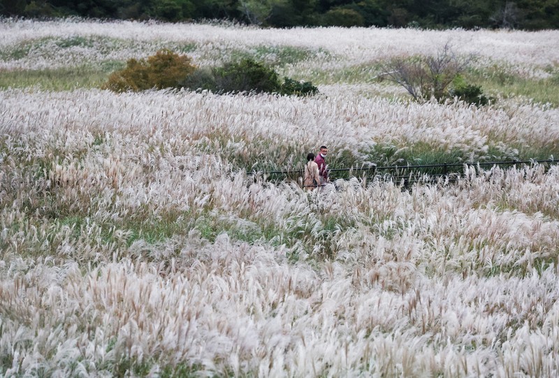 一面にススキが広がる中を散策する人たち＝神奈川県箱根町で2022年10月21日、小出洋平撮影