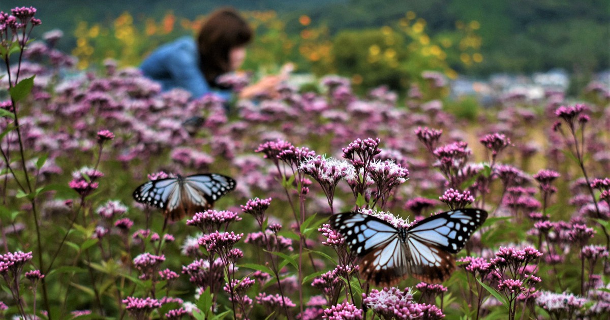 花の上で休む眩しい蝶々 花と蝶 (213)Flowers and Butterflies (213)|草間彌生Yayoi Kusama