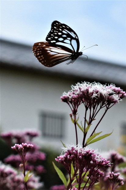 フジバカマの花畑で「旅するチョウ」アサギマダラが乱舞 和歌山 | 毎日新聞