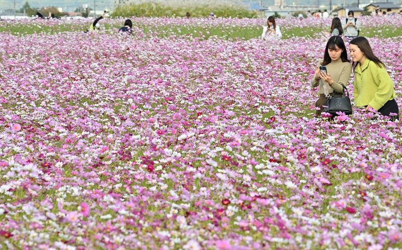 見ごろの藤原宮跡のコスモスを楽しむ人たち=奈良県橿原市で、川平愛撮影