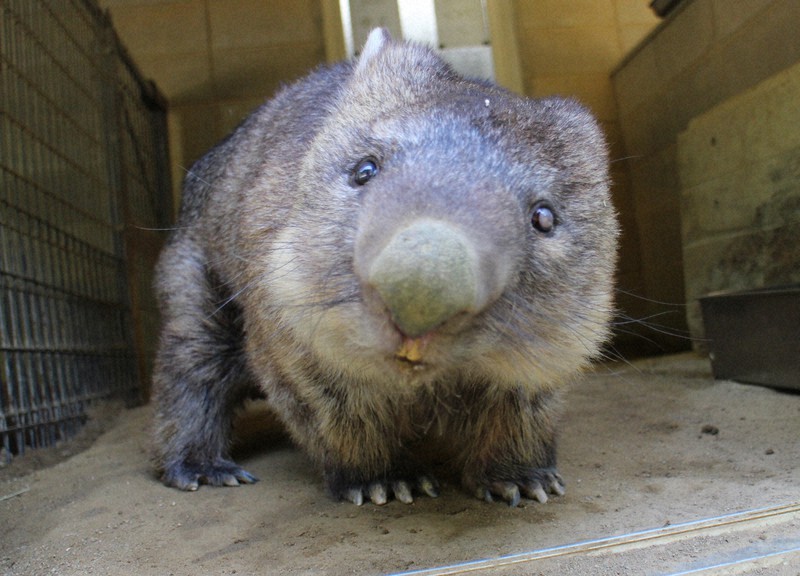 愛くるしい姿がかわいい世界最高齢のウォンバット、ワイン=大阪府池田市の五月山動物園で2021年4月21日、長尾真希子撮影