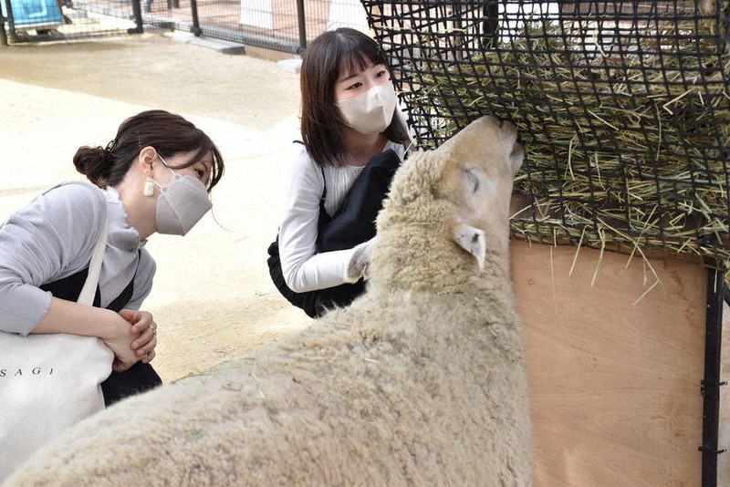 触れずに ふれあい 体験 天王寺動物園 ストレス減でより近く 毎日新聞