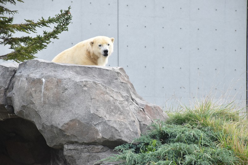 カナダの「マニトバ基準」を満たしたホッキョクグマ館に設置された洞穴の上から来園客を見つめるホッキョクグマのリラ=札幌市中央区で2022年10月16日午後3時59分、高橋由衣撮影