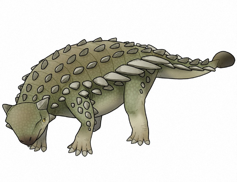 ゆり先生の化石研究室 24 体はがっしり 歯は小さい よろい竜 ピナコサウルス 毎日新聞