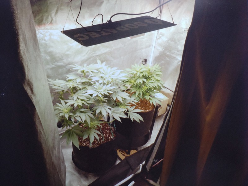 警視庁が押収した大麻の鉢植え。自宅で種子から栽培したとみられる=警視庁提供