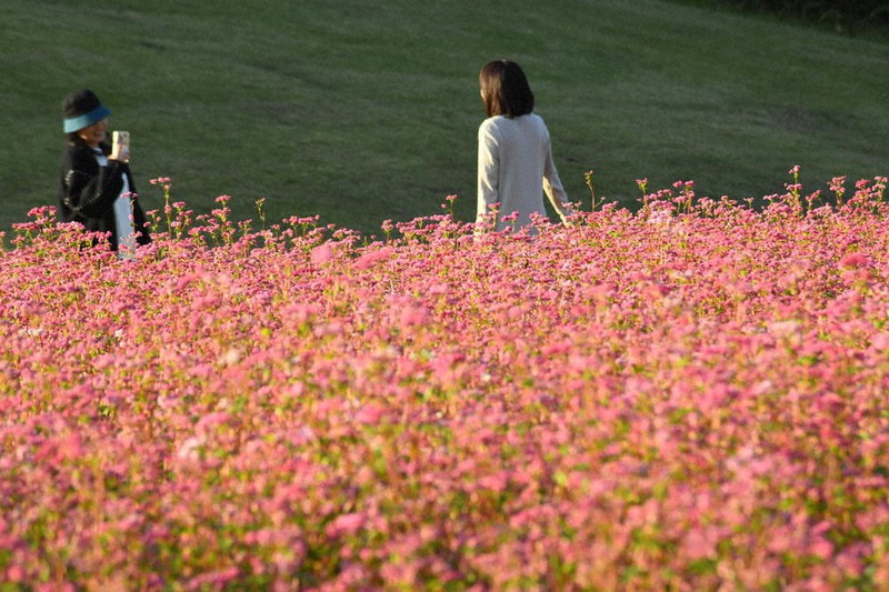 ヒマラヤ原産 赤いソバの花見ごろ 滑川 埼玉 毎日新聞