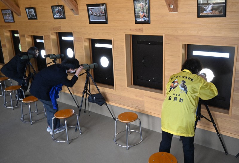 オシドリは警戒心が強く、小屋の壁に開けられたのぞき窓から望遠鏡で観察する=鳥取県日野町根雨で2022年10月26日午前10時34分、山田泰正撮影