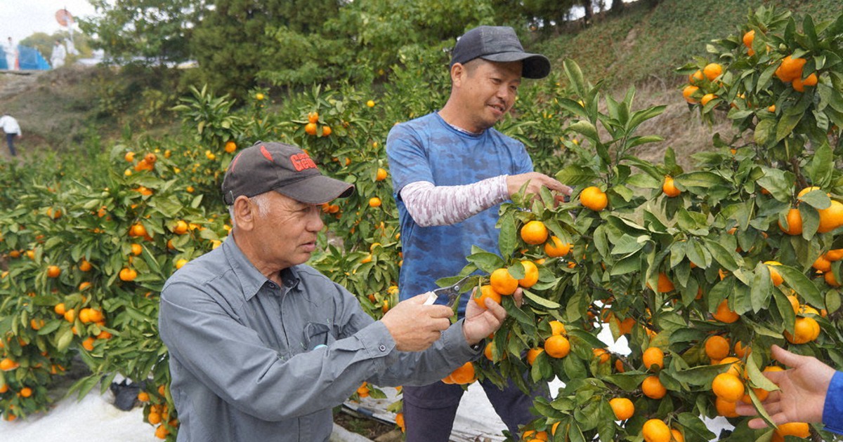 Biz 九州・山口経済 「北原早生」出荷ピーク 福岡・みやま市山