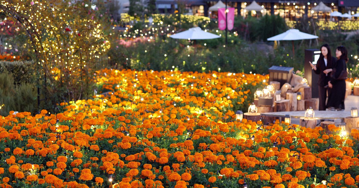 月明かりに浮かぶ秋バラ800種 ランタン作り体験も 茨城・石岡 | 毎日新聞