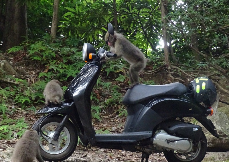 Motorcycle monkey photo wins grand prix in southwest Japan photo ...